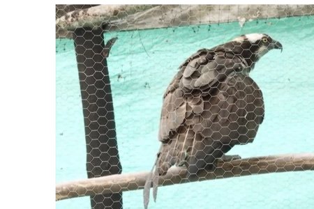 Tratan de salvar águila herida con perdigones en Buga