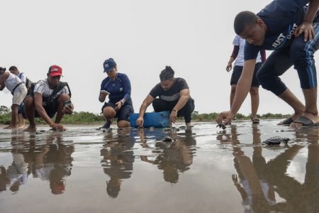 Comunidad ayuda a 200 tortuguitas a llegar al mar en Puerto España zona rural de Buenaventura