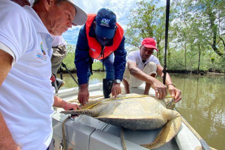 Grupo ambiental de Punta Bonita, zona rural de Buenaventura, liberó tortuga caguama