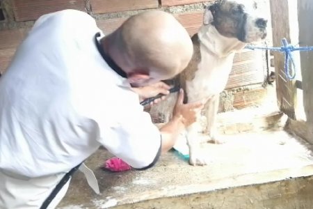 Caninos y felinos fueron esterilizados en el corregimiento de Cisneros, Buenaventura