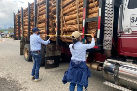 El decomiso de madera ilegal ha disminuido en una parte del pacífico vallecaucano