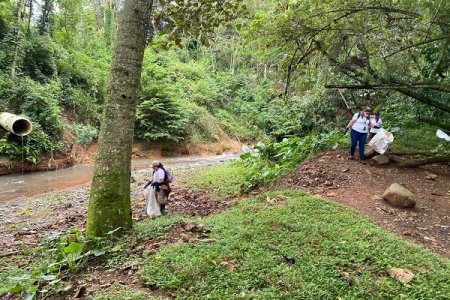 Se sembraron 6.000 alevinos de bocachico en el río Pance en Cali