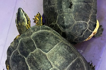 Entregan dos tortugas en Buenaventura a personal de la CVC