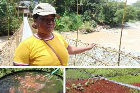 Con proyectos que fomentan la pesca y la agricultura se mueve la economía de municipios PDET