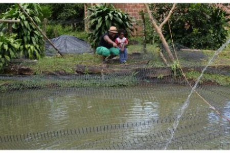 Celsia apoya a 103 familias vecinas de la hidroeléctrica de Salvajina, al norte del Cauca, con proyecto piscícola