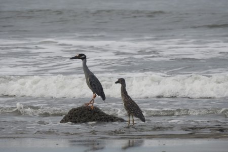 Se refuerza el monitoreo de aves en Buenaventura
