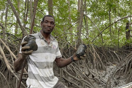 Se realizó siembra masiva de mangle en Buenaventura