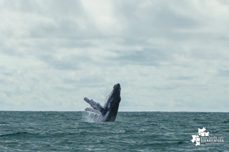 Desde el 15 de julio se dio la apertura de la temporada de avistamiento de ballenas 2022 en Juanchaco, Buenaventura