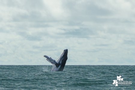 Buenaventura da inicio oficial a la temporada de avistamiento de ballenas 2025
