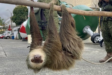 Fueron rescatados tres perezosos que iban a ser convertidos en alimento