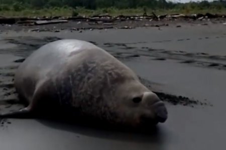 Graban elefante marino en La Barra, zona rural de Buenaventura