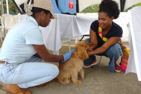 Bonaverenses llevaron a sus perros y gatos a vacunar en jornada adelantada por el área de Zoonosis de la Secretaría de Salud Distrital