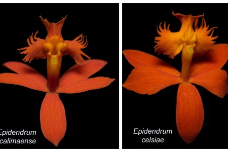 Celsia descubre dos nuevas especies de orquídeas en el Valle del Cauca