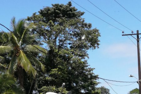 Autoridades Ambientales adelantan podade árboles en Buenaventura de emergencia debido a la ola invernal