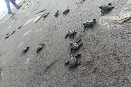 282 tortugas marinas partieron hacia la libertad desde las playas de Buenaventura, Valle del Cauca