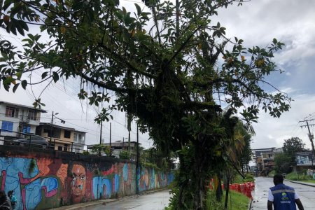 La Alcaldía Distrital socializó proyecto de tala y poda de árboles que se encuentran en riesgo en Buenaventura
