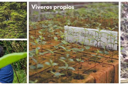 Celsia logra récord ambiental: sembró 10 millones de árboles nativos y va por más con su programa ReverdeC