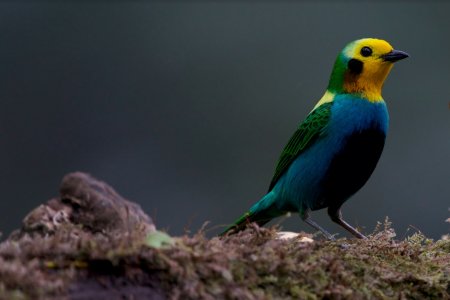 Colombia Birdfair 2023 tendrá avistamiento de aves en el Valle del Cauca y 3 departamentos