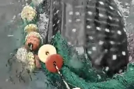 Tiburón ballena fue devuelto al mar en Buenaventura