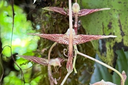 Nueva especie de orquídea es descubierta en Buenaventura