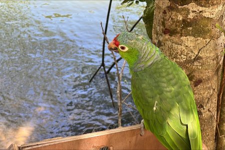 Buenaventura se convirtió en un puerto de libertad para 51 especies de fauna