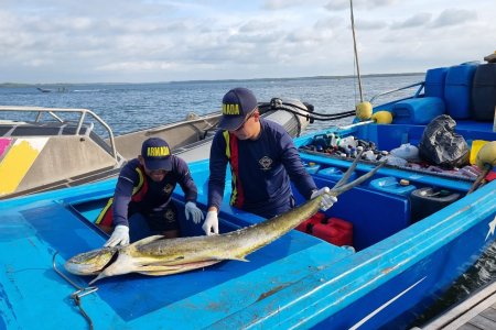 Fue incautada más de media tonelada de pesca ilegal en cercanías a Malpelo