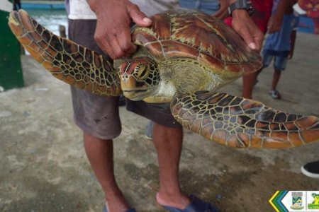 Un ciudadano le arrebató tortuga marina al comercio ilegal en Buenaventura
