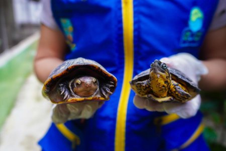 Bonaverenses contribuyen a la conservación ambiental entregando fauna silvestre al EPA