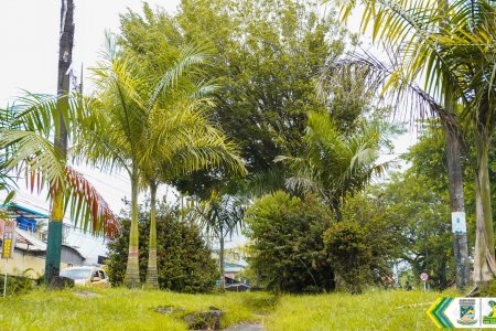 El Establecimiento Público Ambiental implementó estrategia integral para evaluar y mejorar arbolado urbano