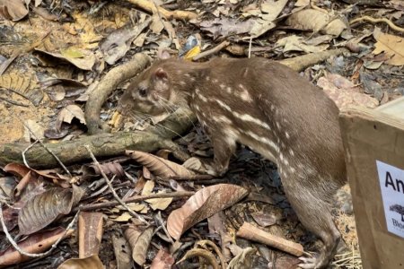 Balance de la liberación de fauna silvestre en Buenaventura por parte de la CVC