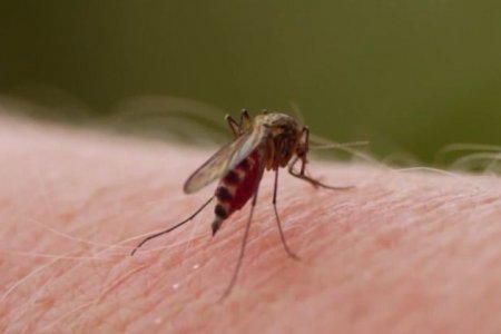 “Tenemos que unirnos en la lucha contra el dengue”, llamado de la Gobernadora a los vallecaucanos