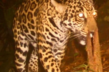 Con cámaras trampa fueron captados los dos más grandes felinos de las américas en zona rural de Buenaventura