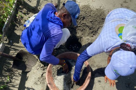 En Punta Bonita, zona del río Cajambre, comunidades de Buenaventura protegen y reconocen a las tortugas marinas