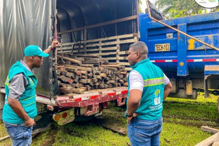 Incautados cerca de 480 metros cúbicos de madera ilegal: EPA refuerza la lucha contra la tala no autorizada