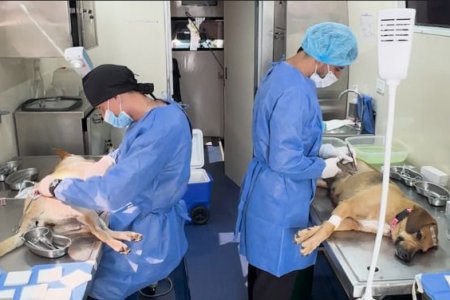 El Valle del Cauca cumplió la meta: 2.000 esterilizaciones para el bienestar de los peluditos en 2024