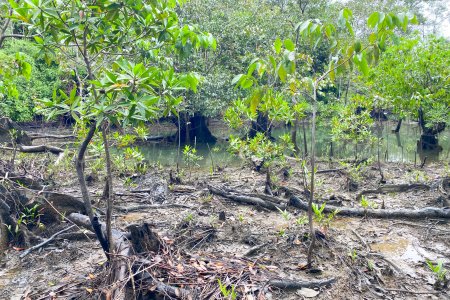 El EPA Buenaventura restauró 20 hectáreas de manglar en la comunidad de Papagayo