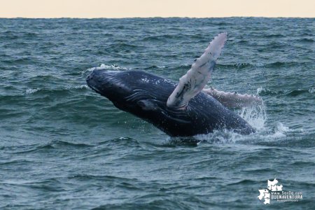 Buenaventura se consolida como destino seguro y sostenible para el avistamiento de ballenas