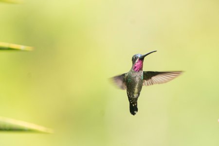 Colombia Birdfair 2026 abre su agenda al público con actividades gratuitas en Cali