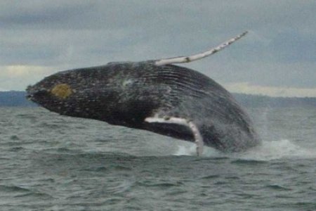 Mañana se definirán los grupos de trabajo para la realización del primer Festival de la Ballena Yubarta