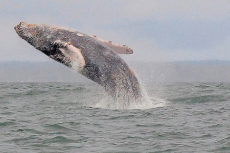 Fue oficializado el avistamiento de ballenas