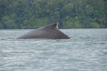 Festival de la Ballena Yubarta en Ladrilleros para octubre 16, 17 y 18