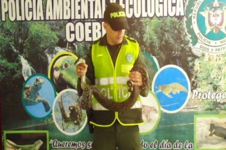 La Policía Nacional se incauta una Boa y un Oso perezoso