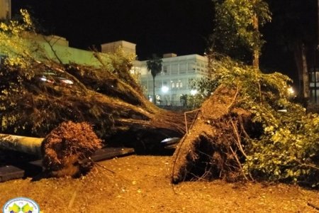 Caída de árbol ficus casi termina en tragedia