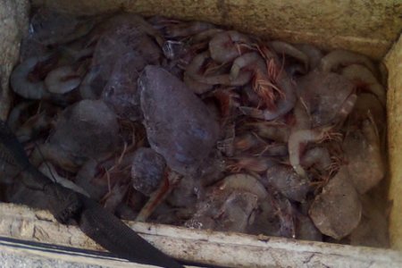 Autoridades marítimas adelantan estrictos  controles de la pesca ilegal de camarón