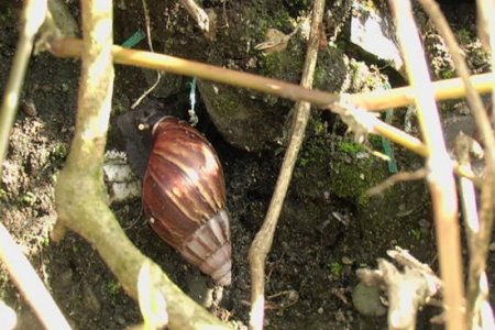 Caracol africano extendido en Buenaventura: es riesgoso para la salud humana y para la agricultura, según experto de la Universidad del Pacífico