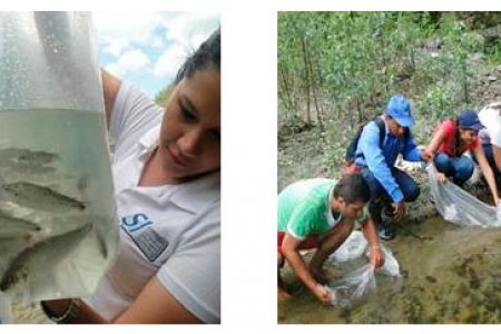 Con novedoso sistema de marcaje, EPSA inició repoblamiento de peces en la cuenca del río Tuluá