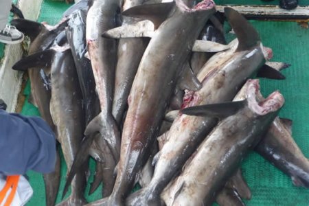 Fuerza Naval del Pacífico inmoviliza embarcación con pesca ilegal en Malpelo