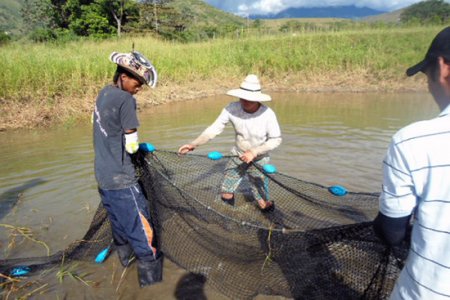 Egresado de Acuicultura de la Unipacífico realiza destacado trabajo en Gigante - Huila