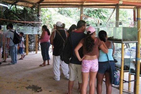 Exposición de Peces en San Cipriano