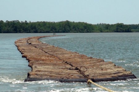 Incautadas 450 toneladas de madera taladas de manera ilegal